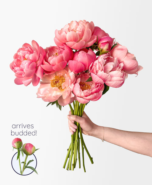Coral Flamingo Peonies (10 stems)