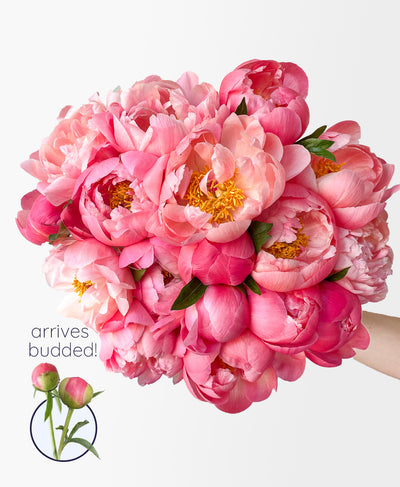 Double Coral Flamingo Peonies (20 stems)