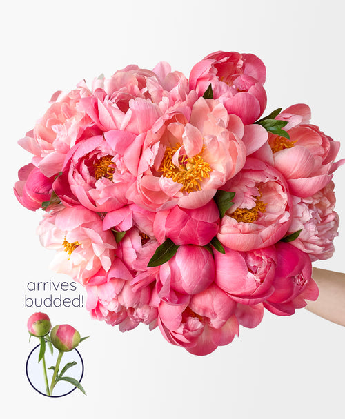 Double Coral Flamingo Peonies (20 stems)
