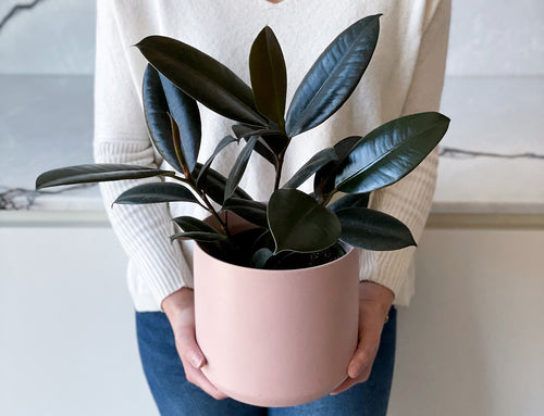 Plant one on us Richmond Hill!