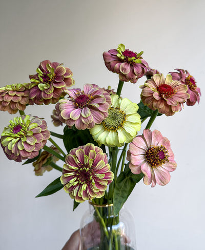 The Zinncredibles! (15 stems, arrives in vase)