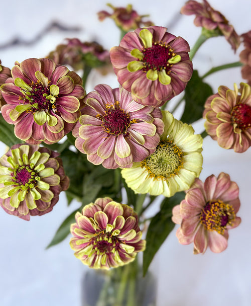 The Zinncredibles! (15 stems, arrives in vase)