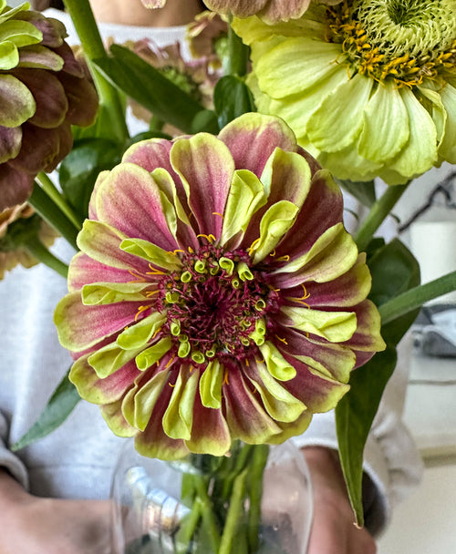 The Zinncredibles! (15 stems, arrives in vase)