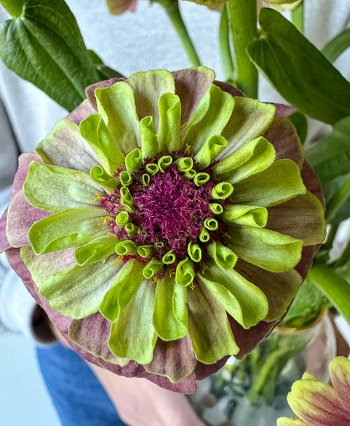 The Zinncredibles! (15 stems, arrives in vase)