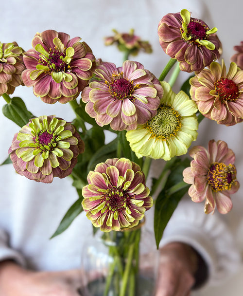 The Zinncredibles! (15 stems, arrives in vase)