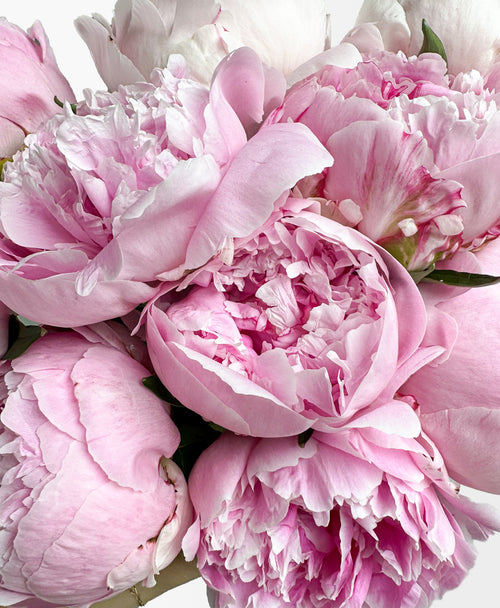 Same day flower delivery for Peonies in Toronto and Southern Ontario