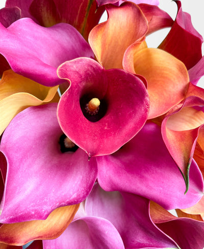 Calla the Shots (30 Stems)