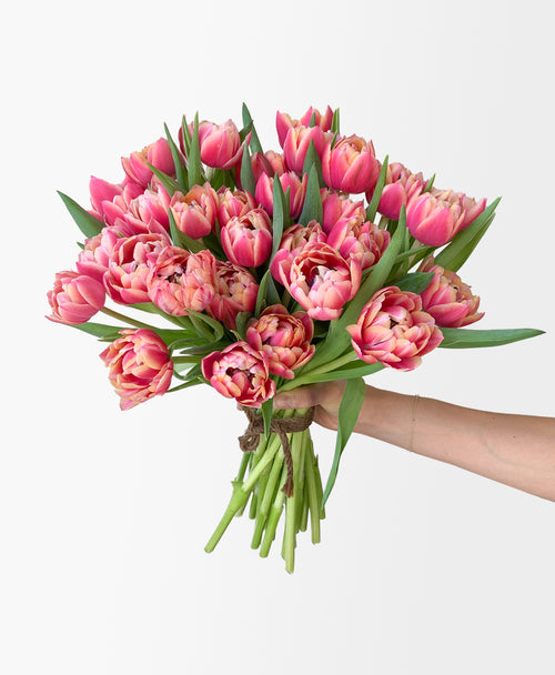 Punchy Pink Double Tulips (30 stems)