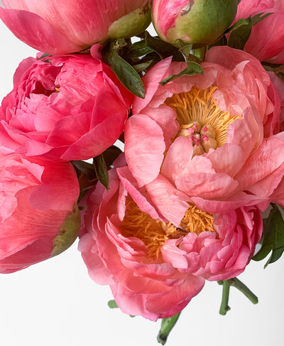 Coral Flamingo Peonies (10 stems)
