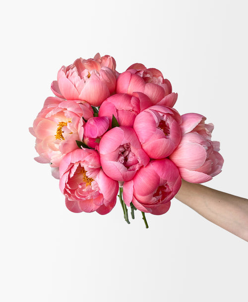 Coral Flamingo Peonies (10 stems)