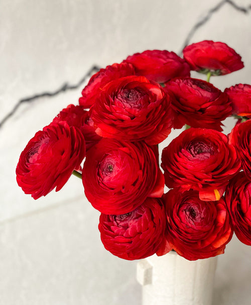 Red Velvet Ranunculus (18 stems)