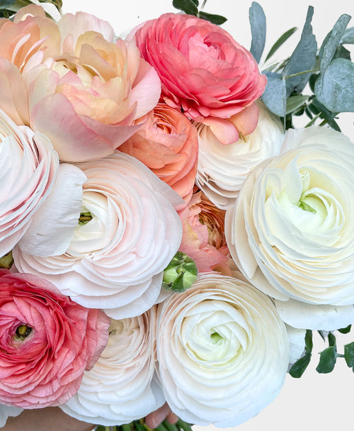 New Leaf Ranunculus (15+ stems)