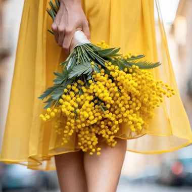 Mimosa Flowers for International Women's Day
