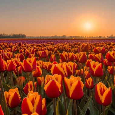 Why We Give Flowers as a Gift: The Timeless Language of Blooms