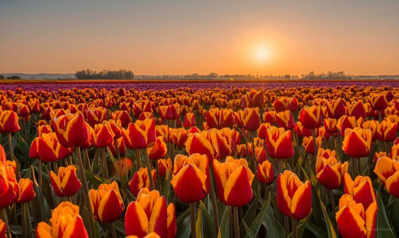 Why We Give Flowers as a Gift: The Timeless Language of Blooms