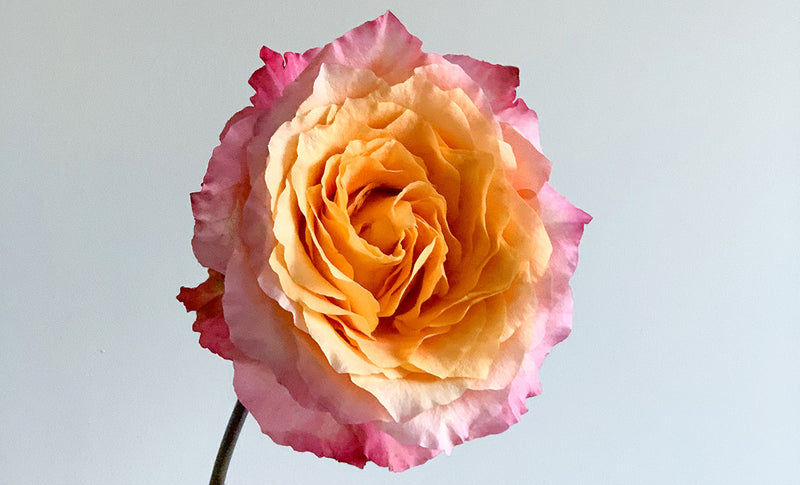 Rose to the occasion!