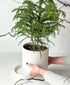 Norfolk Pine Tree (White pot, with drainage tray)