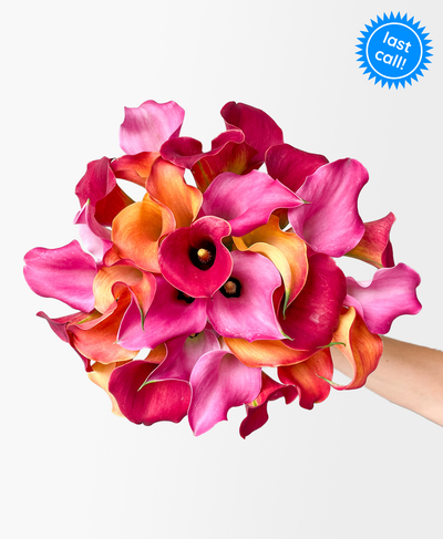 Calla the Shots (30 Stems)