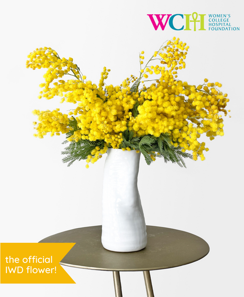 Mimosa (in tall white vase)