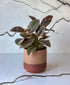 Variegated Ruby Rubber Plant