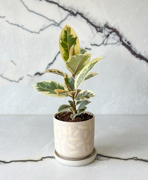 Tinker Rubber Plant (off-white speckled planter, with drainage tray)