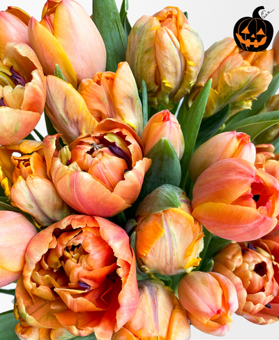 Atomic Orange Double Tulips (30 stems)