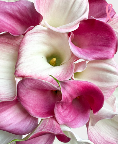 Calla On Me (20 Stems)