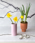 Laughy Daffy (potted daffodil bulbs)