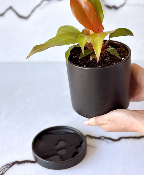 philodendron drainage Shop Prince of Orange Philodendron