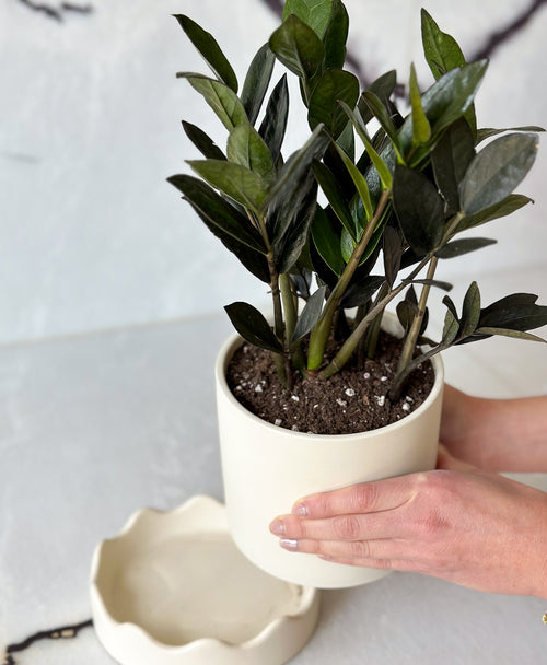 nova zz plant Buy Super Nova ZZ Plant
