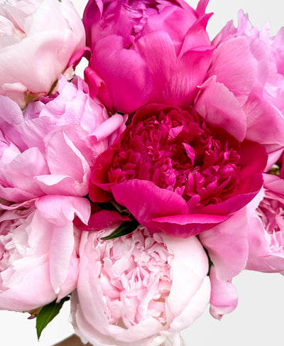 Pink Peony Mix (10 Stems)