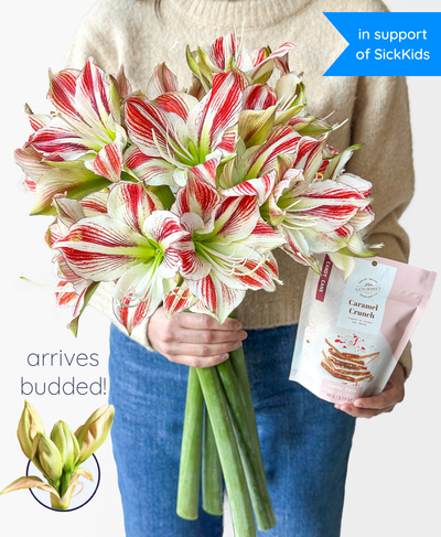 Candy Cane Lane (5 stems, 10+ blooms)