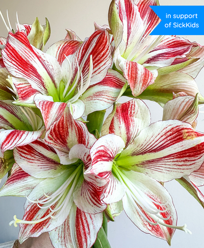 Candy Cane Lane (5 stems, 10+ blooms)