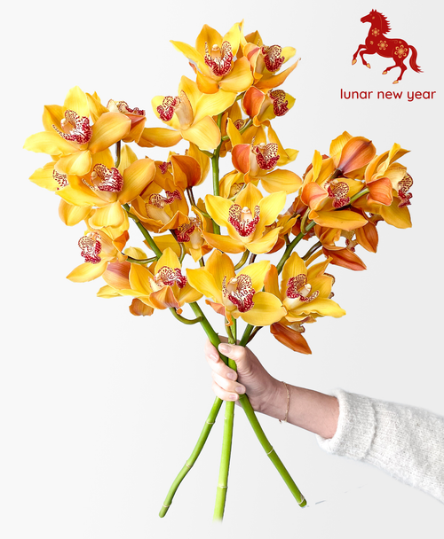 Vivid Gold Cymbidium (3 stalks, 24+ blooms)