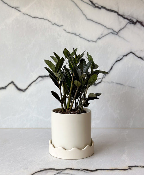 supernova zz plant Buy Super Nova ZZ Plant