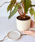 Philodendron Billietiae (off-white speckled planter, with drainage)