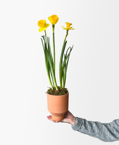 Laughy Daffy (potted daffodil bulbs)