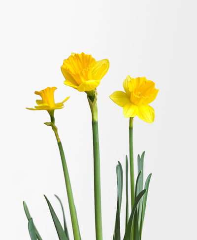 Laughy Daffy (potted daffodil bulbs)