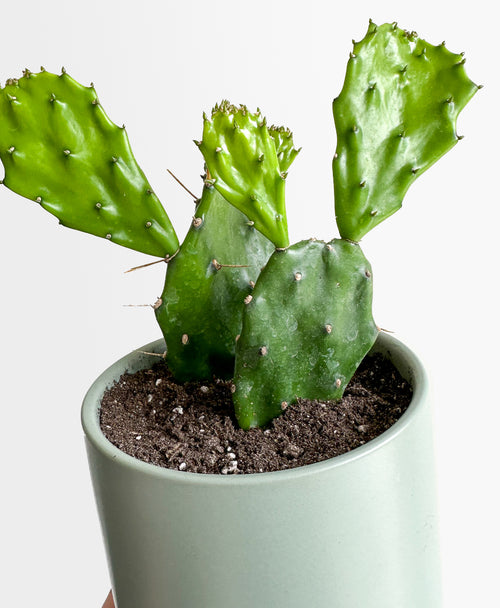 Paddle Cactus (sage planter, with drainage)