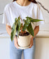 Philodendron Billietiae (off-white speckled planter, with drainage)