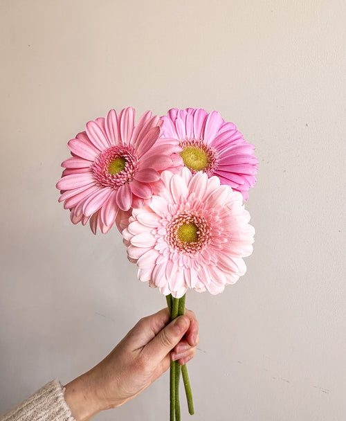 Ahead of the Gerb (21 stems, in vase)