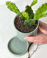 Paddle Cactus (sage planter, with drainage)