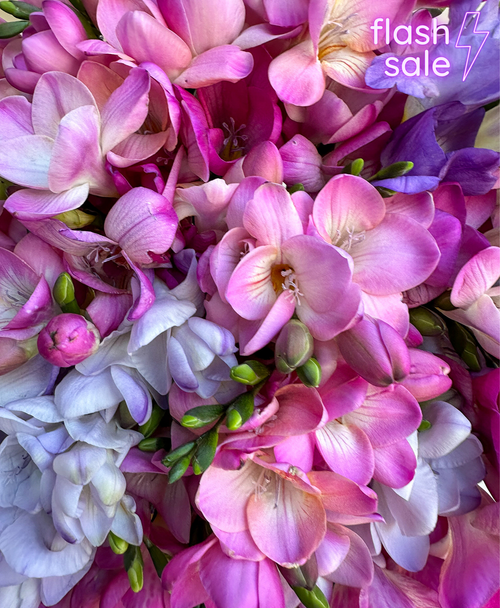 Cosmic Freesia (50 stems, 100+ blooms)