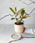 Tinker Rubber Plant (off-white speckled planter, with drainage tray)