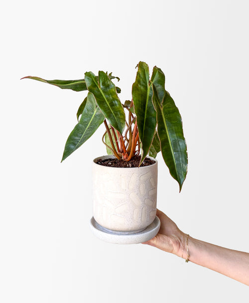 Philodendron Billietiae (off-white speckled planter, with drainage)