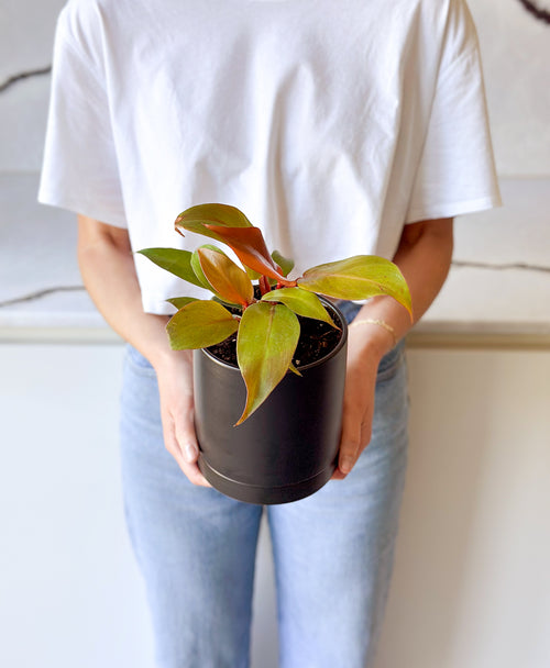philodendron drainage Shop Prince of Orange Philodendron