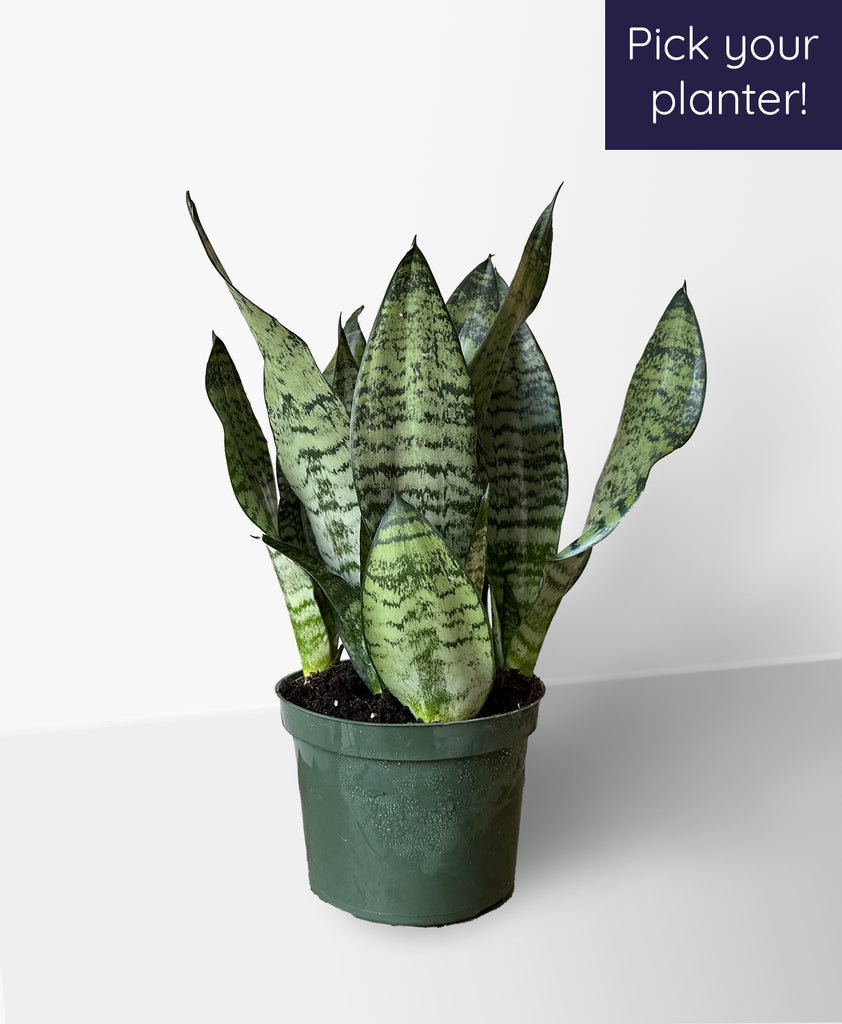 bird's nest snake plant for sale Buy Sanseveria Snake Plant Bird's Nest