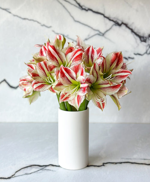 Candy Cane Amaryllis (5 stems, 10+ blooms)