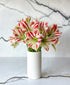 Candy Cane Amaryllis (5 stems, 10+ blooms)