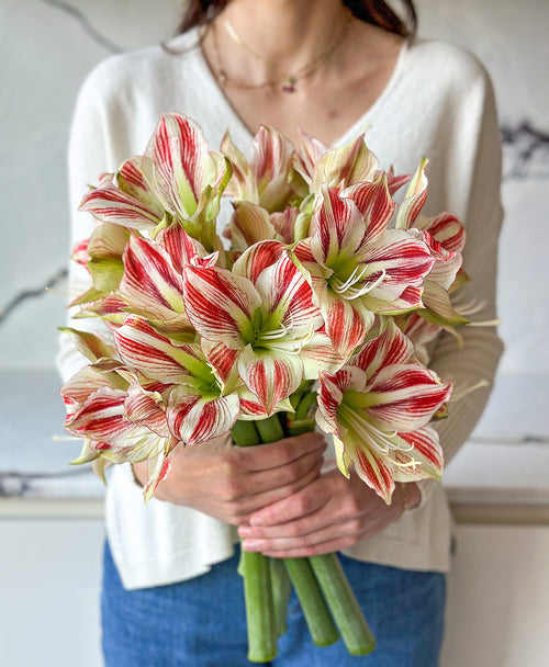 Candy Cane Lane (5 stems, 10+ blooms)